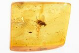 Detailed Fossil Long-Legged Fly (Dolichopodidae) in Baltic Amber #346658-1